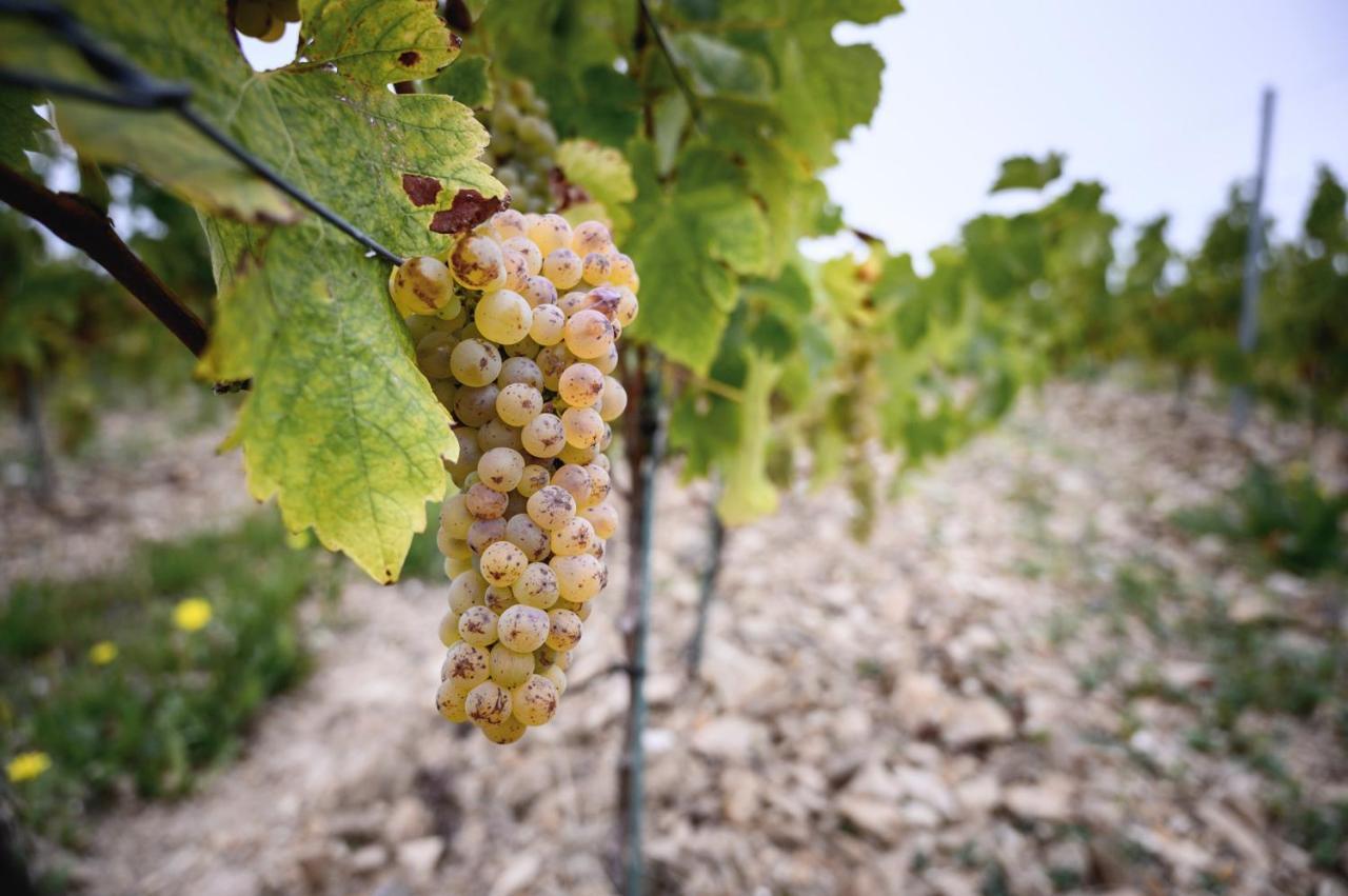 Vignoble Château Piéguë - Winery